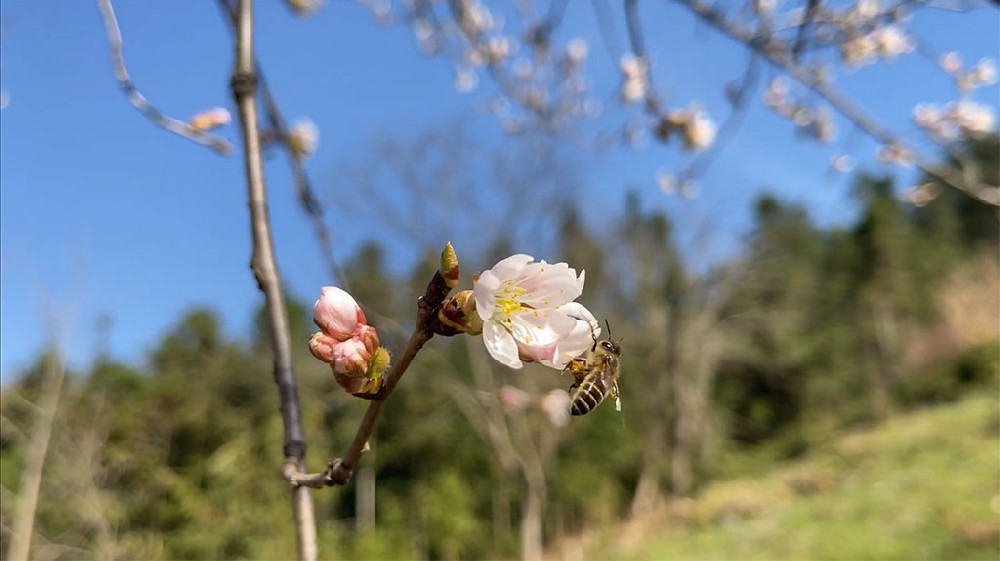 蜜蜂