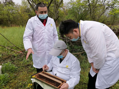 养蜂技术指导