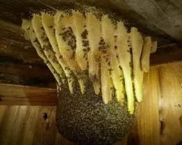 为什么不能用养意蜂的方式养中蜂?