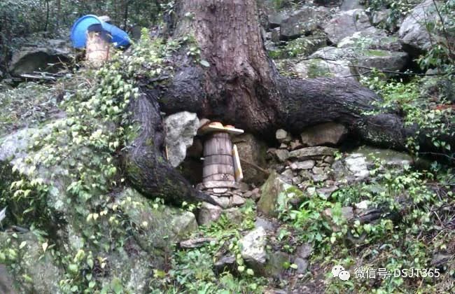 绝密诱蜂水是怎么配的?