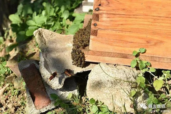 十三个箱外看蜂技巧,让你快速成为养蜂高手