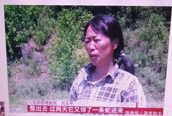 黑龙江一养蜂女与蛇同床,共枕15年毫发无伤,还能听懂她“说话”