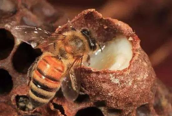 食用蜂王浆有益于心血管疾病