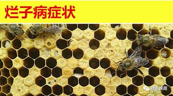 石灰土方,治疗中蜂烂子病