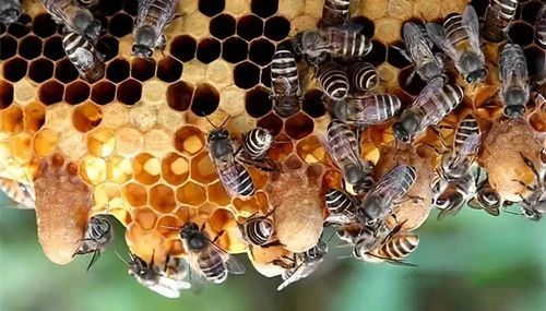如何判断蜂群失王?