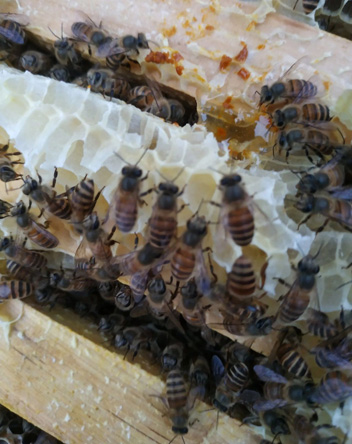 ​如何预防中蜂盗蜂