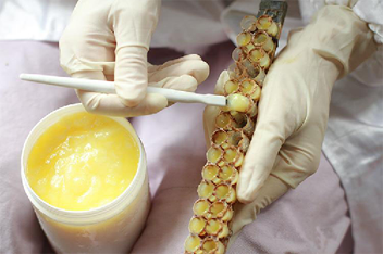 蜂王浆的奇特养生滋补神奇功效