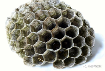 胡蜂蜂巢；不开刀，结节、息肉能自行消解