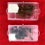 常备炼糖巧妙用