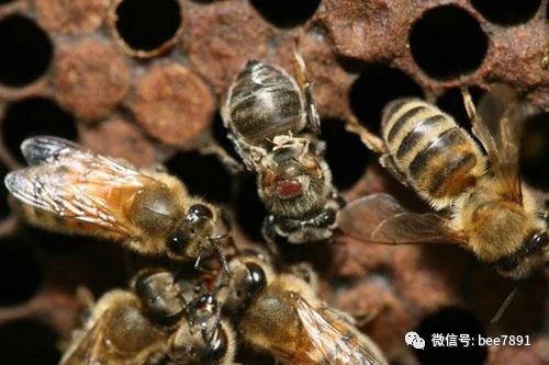 蜂螨生活规律与防治