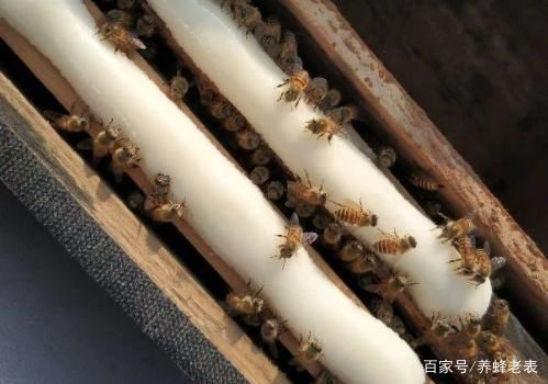 干糖喂蜂十大宜