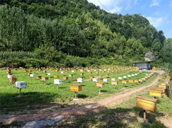 养蜂机械补贴政策将调整,中国蜂农需要从“冷兵器”时代突围