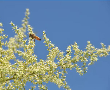 五倍子蜂蜜：一种补肾、强身胜过牛鞭的中药蜂蜜