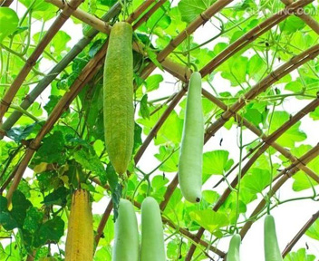 治腹股沟疝秘方