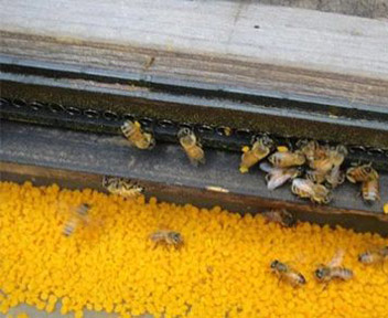 蜂花粉优质高产技术