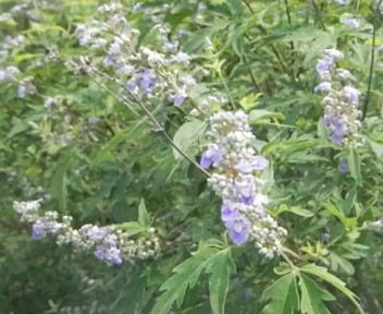 我国主要蜜源植物分布及花期（供参考）