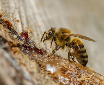 ​蜂胶改善酒精危害的机理探究