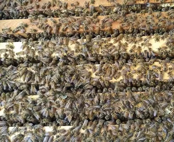 中蜂脾距与季节和群势的关系