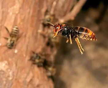 胡蜂泡酒的功效