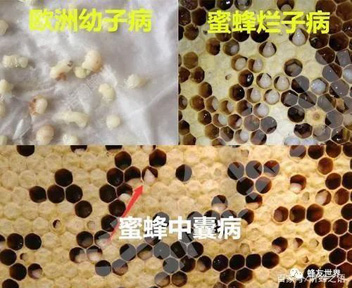 养中蜂常见的五大问题，处理不好就很难把中蜂养好