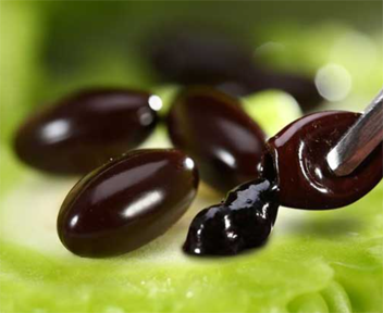 蜂胶调节人体免疫作用的机理