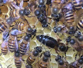 蜂群合并十种方法大汇总