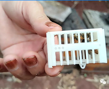 只用几秒钟就介王成功，养蜂人是如何做到的