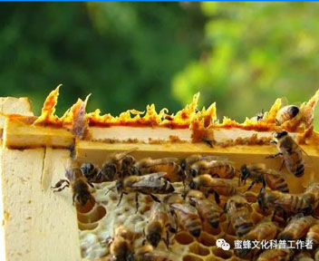 蜂胶具有的九大生物学活性！