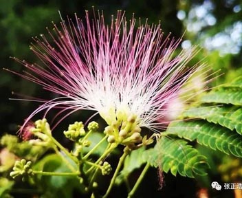 一味灵药：上可安神治失眠，下可疏肝解抑郁