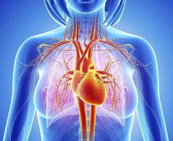 蜂王浆对女性远离心血管疾病的作用