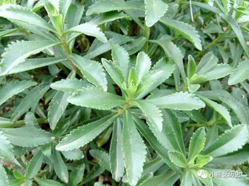 蜂疗止痒：土三七，金不换，也叫救心菜，在乡村随处可见，试试吧