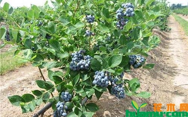 蓝莓种植技术