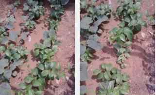 1506047348466738.jpg 实生苗.jpg