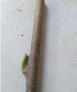 1506047375335188.jpg 接穗.jpg