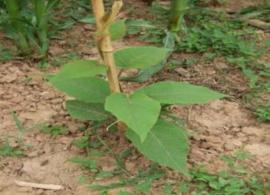 1506047465820667.jpg 插竹竿.jpg