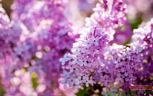 紫丁香.jpg 紫丁香.jpg